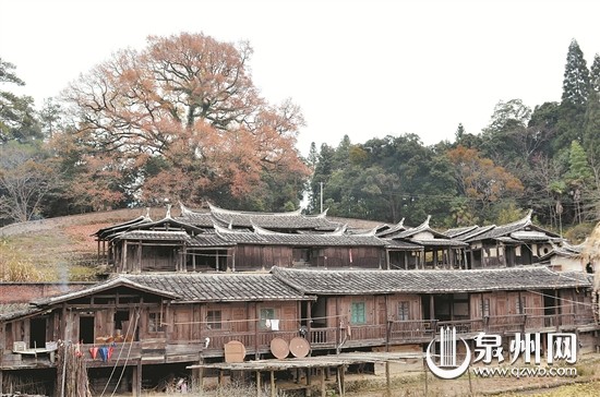 "已是数九寒冬,在德化县桂阳乡洪田村却有一棵古枫香红艳似火,给冬日